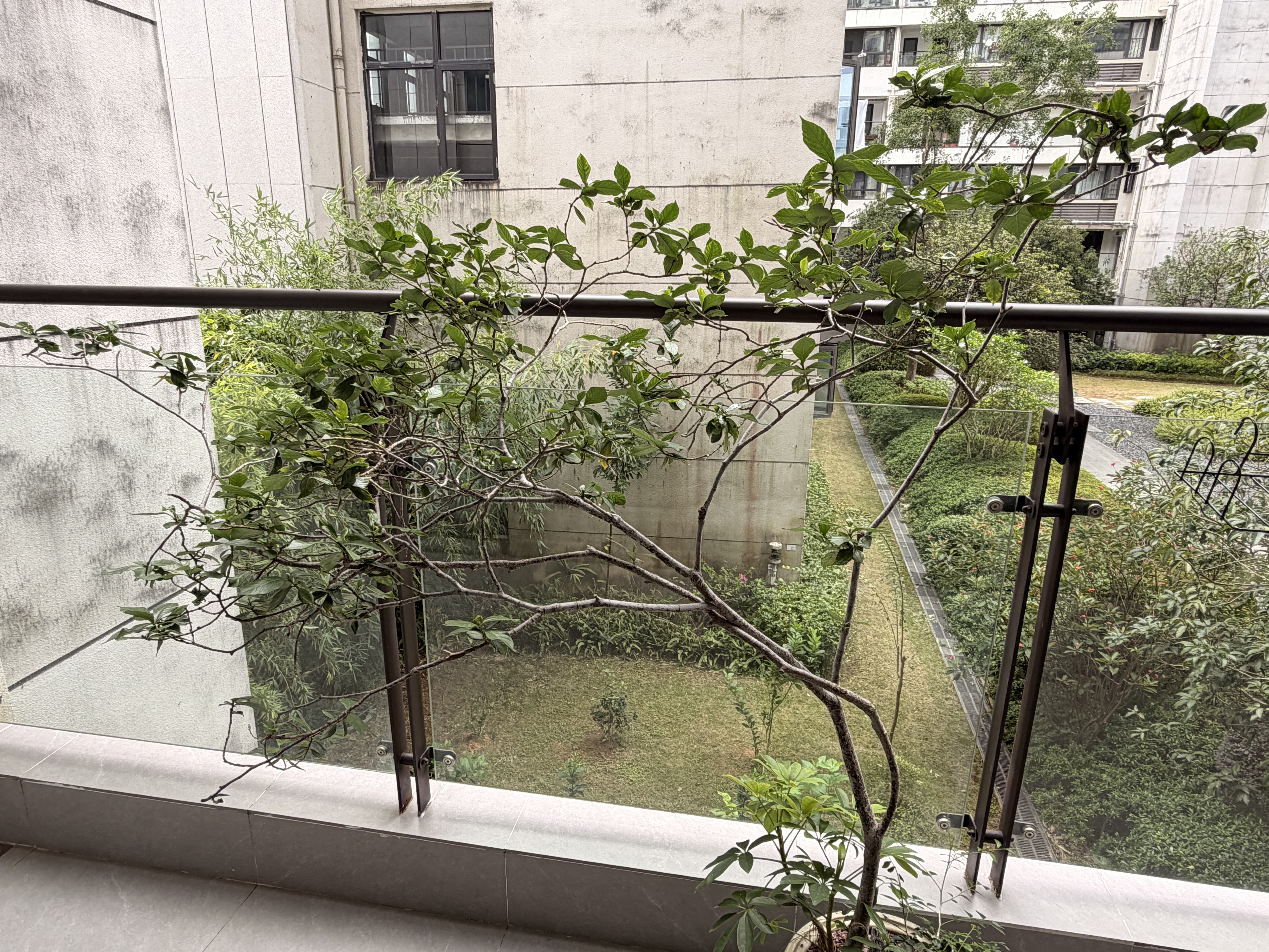 非常美的树